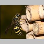 Ancistrocerus nigricornis - Lehmwespe 19.jpg